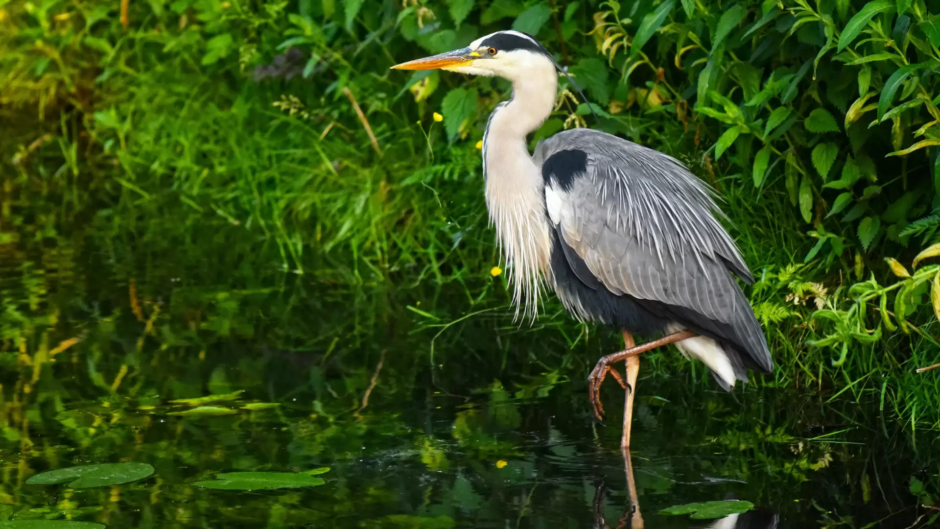 Heron. Source: Canva